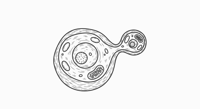 Yeast Cell Budding Illustration: Microscopic Organism Reproduction, Scientific Diagram