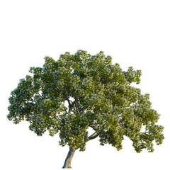 Fototapeta premium Chionanthus retusus tree, elevation, front view, cutout, transparent background, isolate, Detailed close-up of a lush green tree branch with vibrant leaves and natural texture.