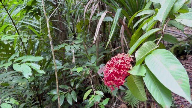 Red Ixora Coccinea Flower Blooming in a Tropical Palau Jungle