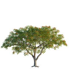 Fototapeta premium Delonix regia tree, elevation, front view, cutout, transparent background, isolate, Flamboyant Tree with Vibrant Red Flowers, Lush Green Foliage, Tropical Botanical Beauty