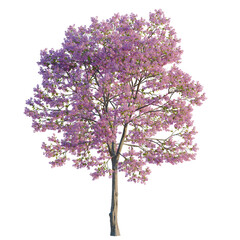 Obraz premium Handroanthus impetiginosus tree, elevation, front view, cutout, transparent background, isolate, Delicate bluebell flowers bloom in a lush forest, springtime nature scene