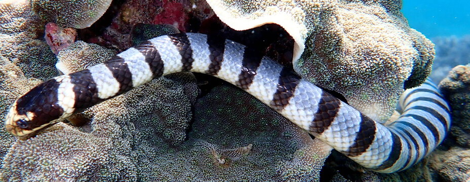 Philippines sea life