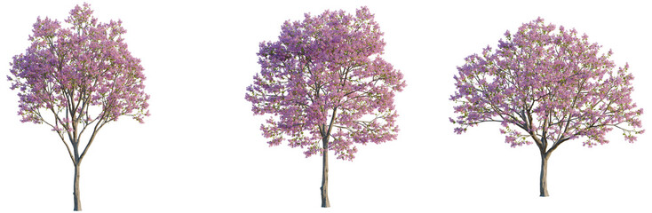 Handroanthus impetiginosus tree, elevation, front view, cutout, transparent background, isolate, Delicate Japanese Cherry Blossom Tree Branch with Pink Flowers, Spring Floral Detail © DH Tree Stock