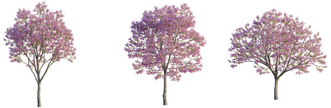 Handroanthus impetiginosus tree, elevation, front view, cutout, transparent background, isolate, Delicate Japanese Cherry Blossom Tree Branch with Pink Flowers, Spring Floral Detail