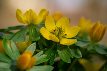 Winter aconites in a spring gardan