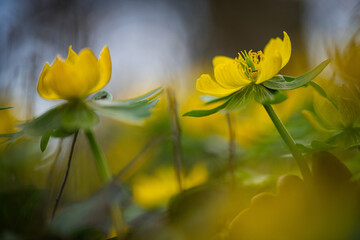 Winter aconites in a spring gardan