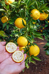 노랗게 익은 유자의 단면