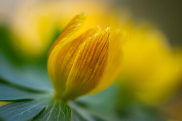 Winter aconites in a spring gardan