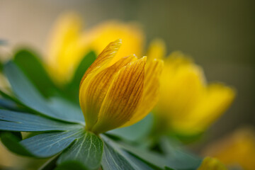 Winter aconites in a spring gardan