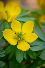 Winter aconites in a spring gardan