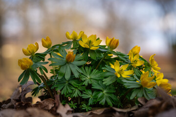 Winter aconites in a spring gardan