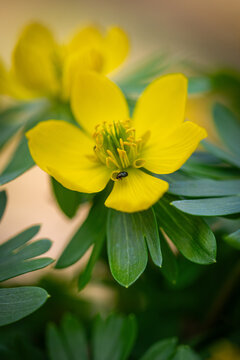 Winter aconites in a spring gardan