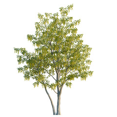 Obraz premium Laburnum anagyroides tree, elevation, front view, cutout, transparent background, isolate, Birch tree with vibrant green leaves, detailed branches, natural texture, studio shot
