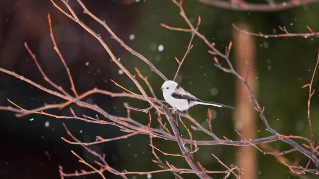  Long tailed tit perched and taking flight in slow motion and snowing