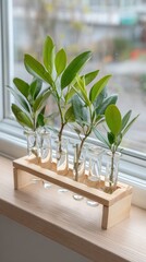 Green plants in glass test tubes on wooden stand by window