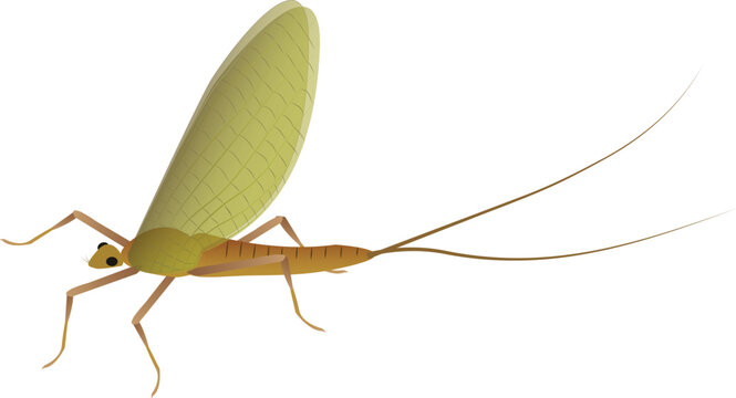 Highly detailed vector illustration of a mayfly with delicate transparent wings, isolated on a clean background for scientific and commercial use.