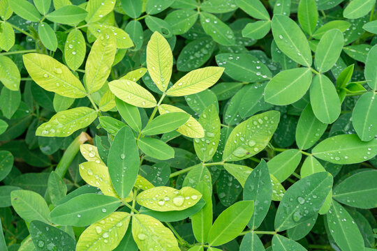 Green Legume Leaf - Peanut Plant Leaves with Water Droplets Ready for Harvest - Arachis hypogaea Foliage with Dew Drops