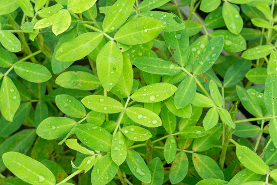 Green Legume Leaf - Peanut Plant Leaves with Water Droplets Ready for Harvest - Arachis hypogaea Foliage with Dew Drops