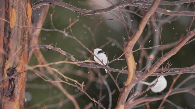  Long-tailed tit taking flight from a branch in slow motion with snow in the background.