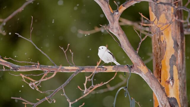 Long tailed tit taking flight in slow motion and snowing