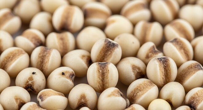 Close-up view of numerous Job's Tears grains, also known as adlay millet or Chinese pearl barley, showcasing their distinctive off-white color and brown markings.