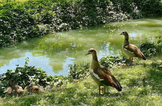 Patos salvajes en estanque