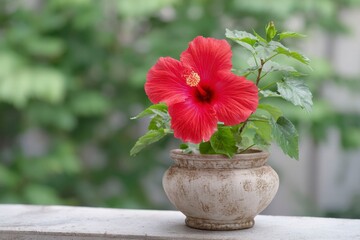 a red hibiscus in an antique stone pot on the balcony