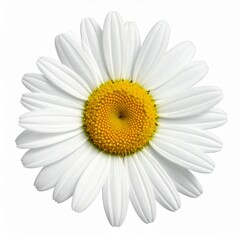 White daisy flower with yellow center isolated on white background fresh bloom closeup