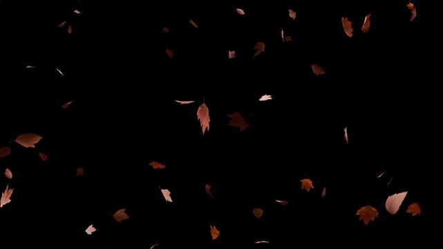 Red autumn maple leaves on black background, loop 3d motion graphics overlay with green screen and alpha matte for composite.