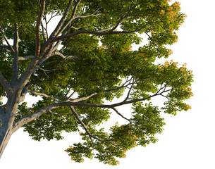 Fototapeta premium Cassia surattensis tree, corner view, cutout, isolate, transparent background, Lush Green Mango Tree Branch with Vibrant Foliage - Nature Photography