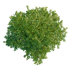 Obraz premium Betula nigra Little King FOX VALLEY tree plan, top view, cutout, transparent background, isolate, Detailed close-up of lush green leaves, vibrant foliage, natural texture, botanical detail