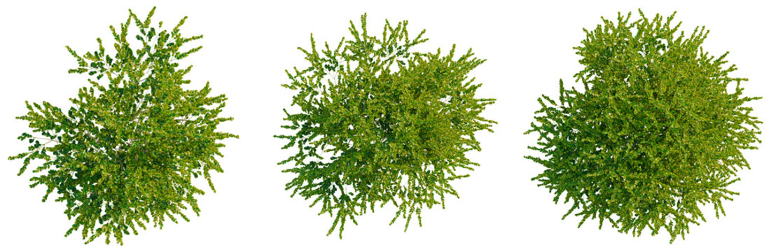 Buxus microphylla tree plan, top view, cutout, transparent background, isolate, Detailed Close-up of Lush Green Ferns, Nature's Texture and Pattern, Soft Lighting, Delicate Details