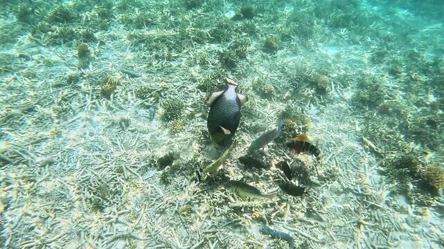 Triggerfish vigorously searches for food among the corals, using its powerful jaws to bite off large chunk of coral. Scene is dynamic display of marine feeding behaviour.