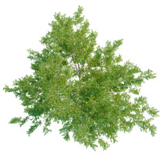 Carya cordiformis tree plan, top view, cutout, transparent background, isolate, Detailed lush green tree leaves texture, close up nature background, vibrant foliage pattern