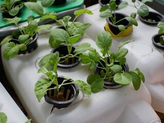 Close Up Bright Bok Choy Growing in Hydroponic System Cultivation