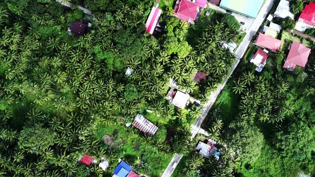 Top Down Drone View of Tropical Village Surrounded by Palm Trees &ndash; Negros Philippines