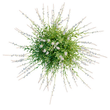 Gaura lindheimeri tree plan, top view, cutout, transparent background, isolate, Delicate sprig of lavender with dew drops on the petals, close-up nature photography