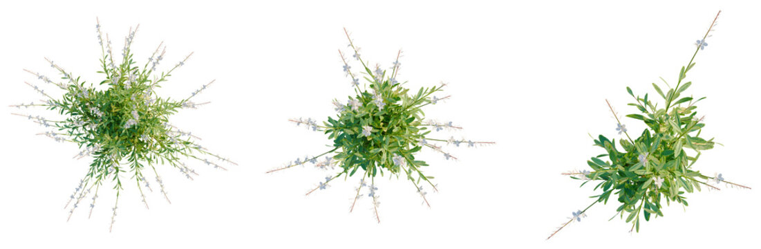 Gaura lindheimeri tree plan, top view, cutout, transparent background, isolate, Delicate sprig of flowers and greenery on a branch, suitable for botanical art and design elements.