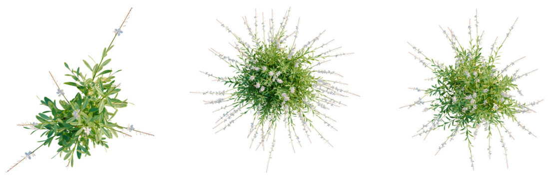 Gaura lindheimeri tree plan, top view, cutout, transparent background, isolate, Delicate Green Branches with Small Flowers, Detailed Floral Element for Spring Design