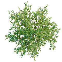 Obraz premium Ilex crenata tree plan, top view, cutout, transparent background, isolate, Detailed Green Foliage Branch with Delicate Leaves - Nature Stock Photo