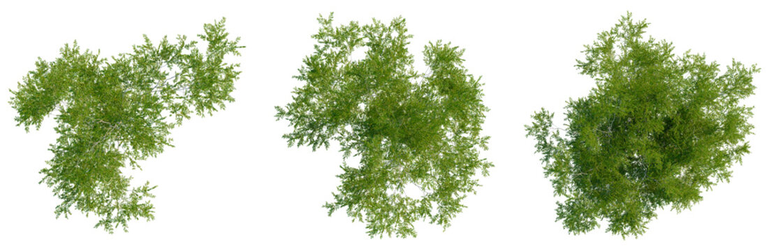 Gleditsia triacanthos var inermis Shademaster tree plan, top view, cutout, transparent background, isolate, Lush Green Tree Canopy Close-Up, Detailed Foliage, Nature Background, Vibrant Color