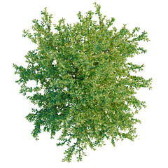 Obraz premium Ilex crenata tree plan, top view, cutout, transparent background, isolate, Detailed Greenery Branch with Lush Foliage and Delicate Texture, Nature Background