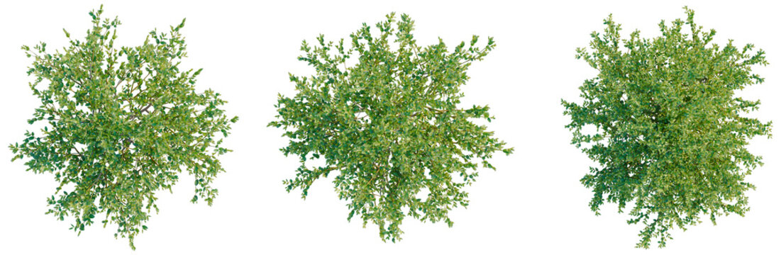 Ilex crenata tree plan, top view, cutout, transparent background, isolate, Lush Green Pine Tree, Detailed Branch Structure, Natural Beauty, Forest Canopy, Scenic Landscape