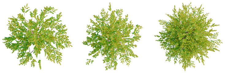 Obraz premium Lonicera nitida Baggesens Gold tree plan, top view, cutout, transparent background, isolate, Green tree with lush foliage, detailed leaves, natural background, vibrant colors, organic design