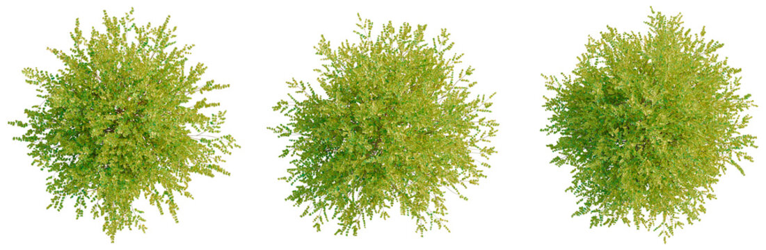 Lonicera nitida Baggesens Gold tree plan, top view, cutout, transparent background, isolate, Aerial View of Lush Green Forest Canopy, Detailed Texture, Nature Landscape, Aerial Photography