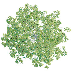 Obraz premium Populus tremuloides tree plan, top view, cutout, transparent background, isolate, Delicate Fern Branch with Intricate Details, Perfect for Botanical Designs and Illustrations
