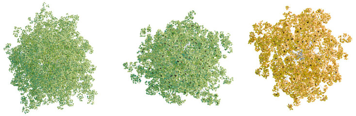 Populus tremuloides tree plan, top view, cutout, transparent background, isolate, Autumn foliage close-up: Vibrant seasonal colors for design, printing, and creative projects.