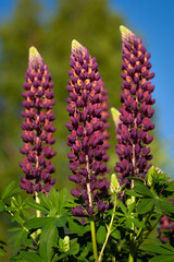 Obraz premium Lupinus polyphyllus (Garden lupine) with tall purple flower spikes against green foliage and blue sky