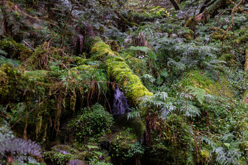 Obraz premium A carpet of lush moss and vegetation in the damp forest
