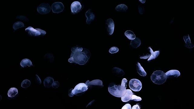 Jellyfish in water